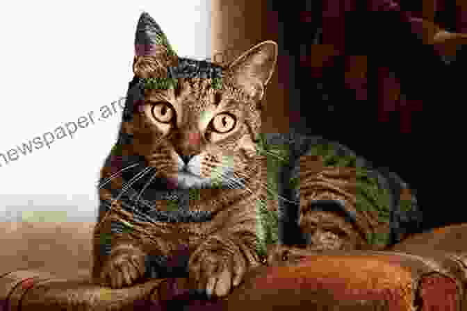 A Brown Tabby Cat Sits With Its Tail Raised High, Indicating Confidence And Curiosity. On The Prowl: The Secret Life Of Cats