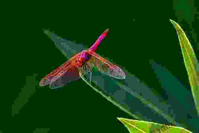 A Close Up Photograph Of A Dragonfly Perched On A Leaf, Showcasing Its Intricate Wings And Vibrant Colors Five Things About Dragonflies (Children Of The Glades 1)