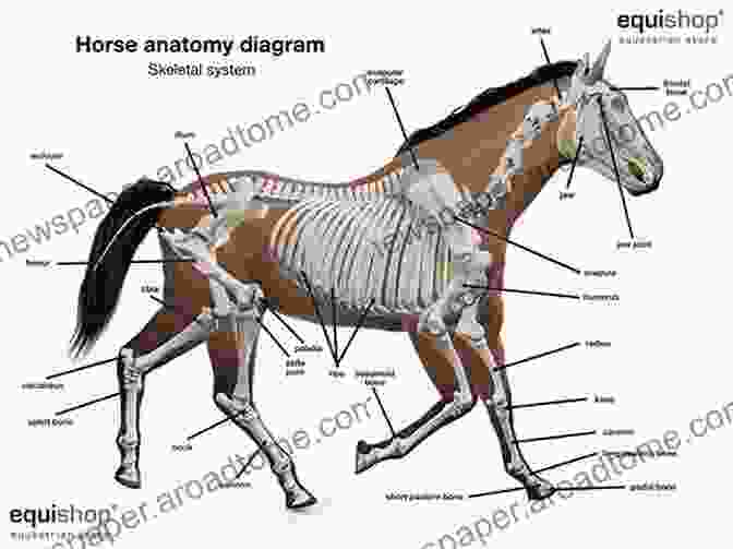 A Detailed Diagram Of The Anatomy Of A Horse, Showcasing Its Skeletal Structure, Muscular System, And Internal Organs To Animal Science: Global Biological Social And Industry Perspectives (2 Downloads) (What S New In Trades Technology)