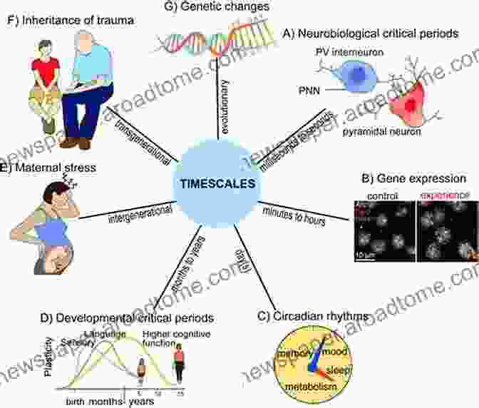 A Diagram Illustrating The Interplay Between Genes And Behavior, Showcasing How They Influence Our Traits And Characteristics. Born That Way: Genes Behavior Personality