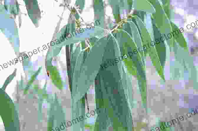 A Eucalyptus Tree With Its Leaves Essential Oils: With The 12 Fundamental Essential Oils (natural Remedies Essential Oils For Beginners Aromatherapy Essential Oils Essential Oils Guide)