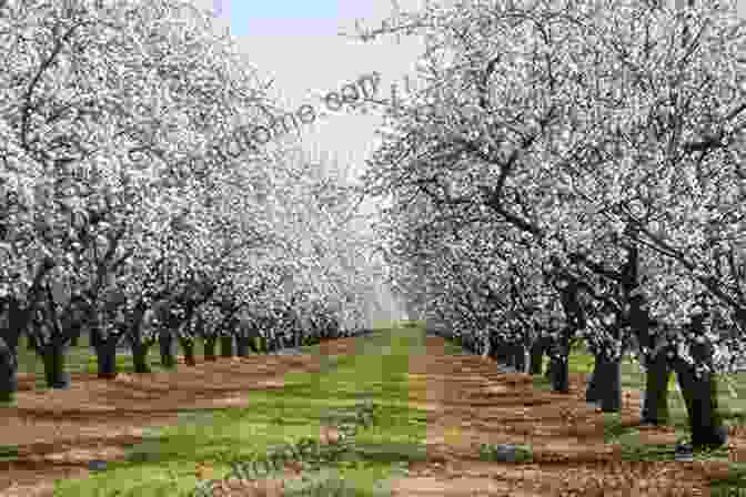 A Field Of Almond Trees In Full Bloom From The Farm To The Table Almonds