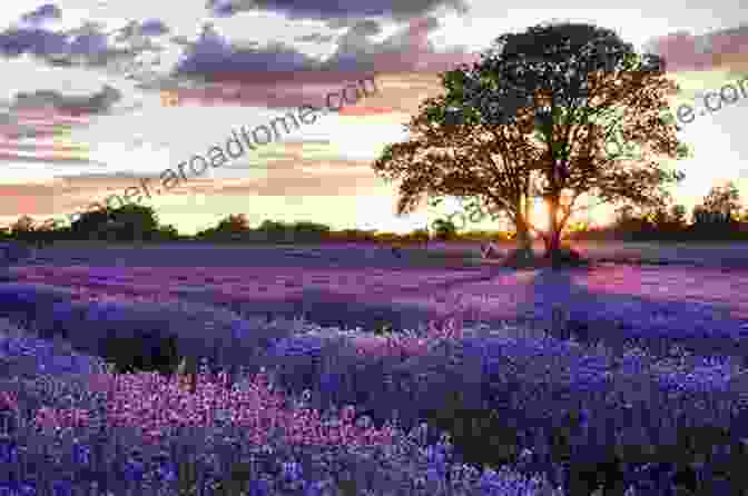 A Field Of Blooming Lavender Flowers Essential Oils: With The 12 Fundamental Essential Oils (natural Remedies Essential Oils For Beginners Aromatherapy Essential Oils Essential Oils Guide)