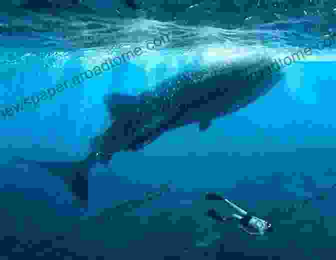 A Group Of Whale Sharks Swimming Together, Representing The Benefits Of Collaboration Whale Sharks (21st Century Skills Library: Exploring Our Oceans)