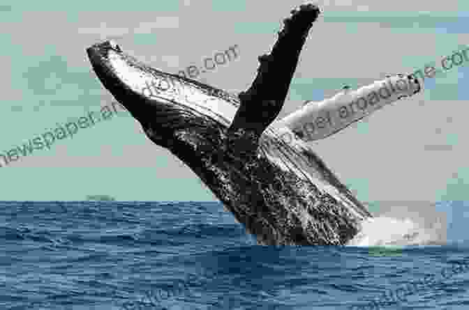 A Humpback Whale Breaches The Surface Of The Ocean. The Elephant And The Whale