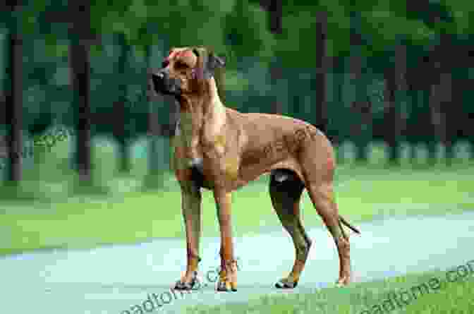 A Majestic Rhodesian Ridgeback Standing Proudly Against A Backdrop Of African Savanna The Complete Guide To Rhodesian Ridgebacks: Breed Behavioral Characteristics History Training Nutrition And Health Care For Your New Ridgeback Dog