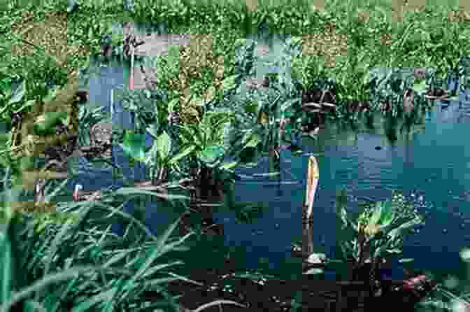 A Photo Of A Restored Wetland With Lush Vegetation And Clear Water. Structures In The Stream: Water Science And The Rise Of The U S Army Corps Of Engineers (American Studies Series)