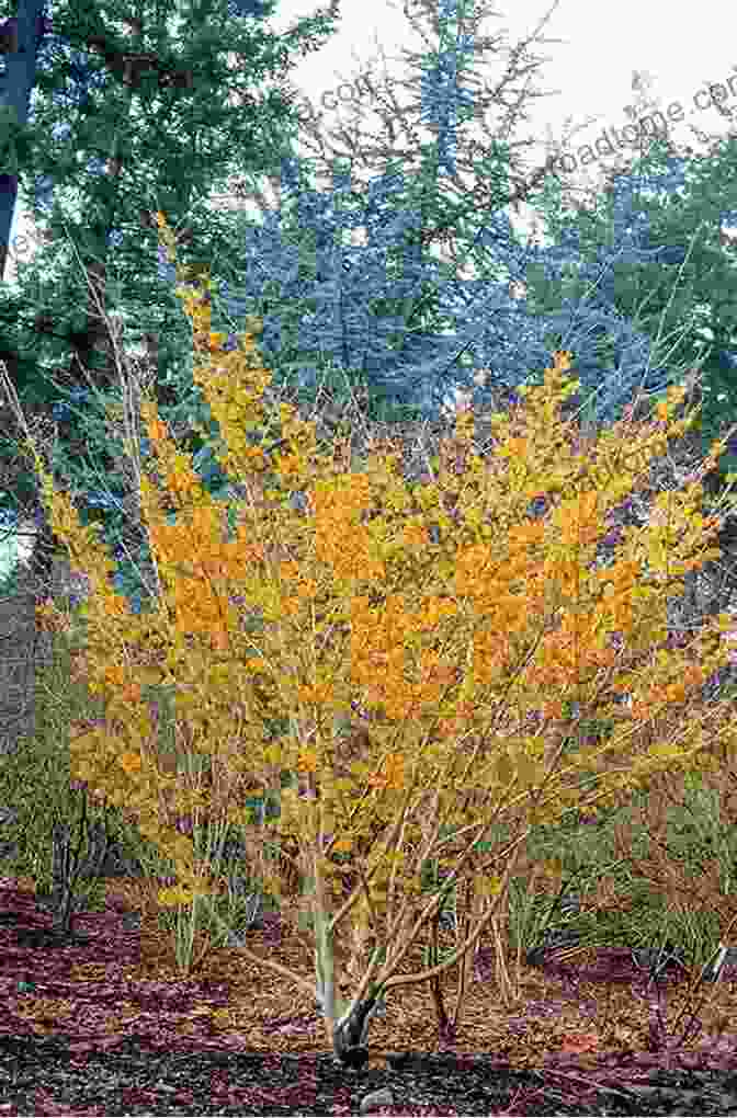 A Photo Of A Witch Hazel Plant Haemorrhoids: Natural Treatments That Really Work