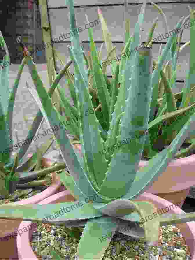 A Photo Of An Aloe Vera Plant Haemorrhoids: Natural Treatments That Really Work