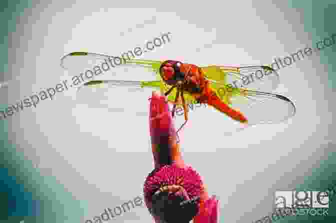 A Photograph Of A Dragonfly Resting On A Flower, Surrounded By A Vibrant Ecosystem With Buzzing Bees And Blooming Wildflowers Five Things About Dragonflies (Children Of The Glades 1)