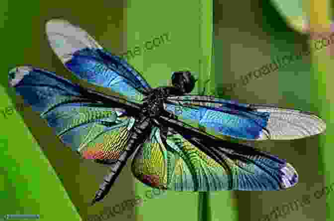 A Photograph Of A Variety Of Dragonflies In Different Sizes, Shapes, And Colors, Highlighting Their Remarkable Diversity Five Things About Dragonflies (Children Of The Glades 1)