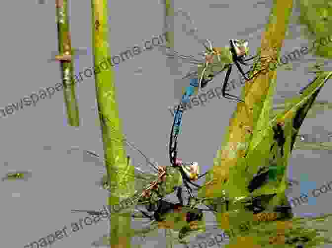 A Photograph Of Two Dragonflies Engaged In An Aerial Courtship Dance, Their Wings Creating A Mesmerizing Blur Five Things About Dragonflies (Children Of The Glades 1)