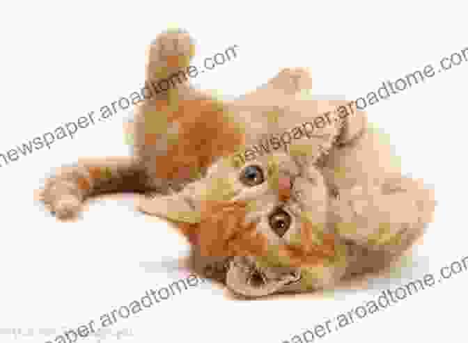 A Playful Ginger Cat Leaps Into The Air, Batting At A Hanging Toy With Its Paws. On The Prowl: The Secret Life Of Cats