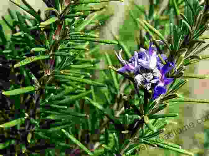 A Rosemary Plant With Its Flowers Essential Oils: With The 12 Fundamental Essential Oils (natural Remedies Essential Oils For Beginners Aromatherapy Essential Oils Essential Oils Guide)