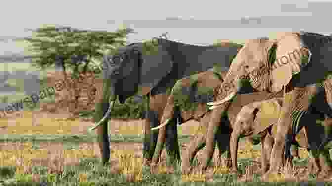 A Young Elephant Standing Alone In The Savanna. The Elephant And The Whale