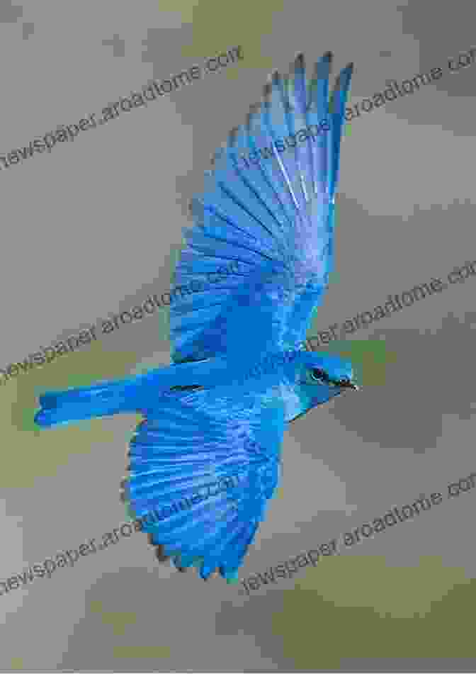 Akbar, A Large, Blue Bird With Bright Feathers Meena Lost And Found (The Meena Zee Books)