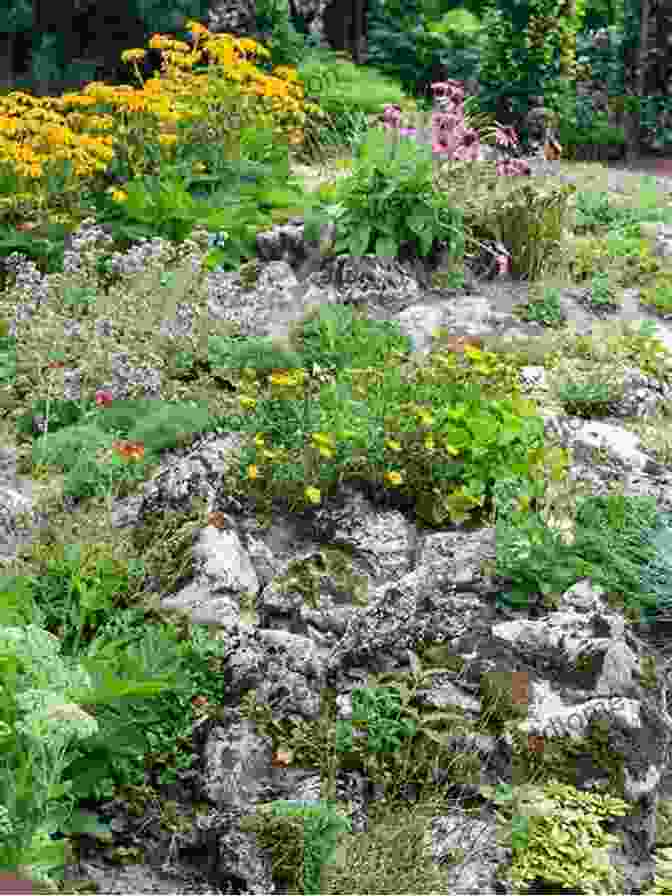 Alpine Plants For Rock Gardening Rock Gardening: Reimagining A Classic Style