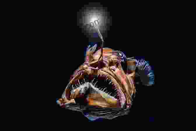 An Awe Inspiring Photograph Of A Deep Sea Anglerfish, Showcasing Its Bioluminescent Lure Ocean Animal Adaptations (Amazing Animal Adaptations)