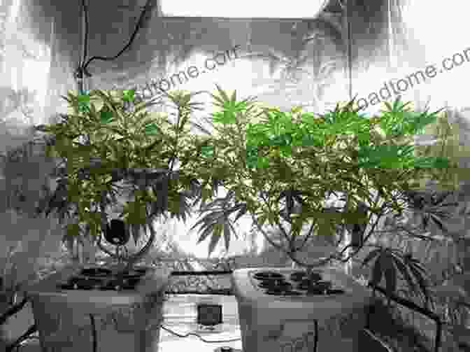 Cannabis Plant Growing In A Pot Growing Marijuana: How To Plant Cultivate And Harvest Your Own Weed