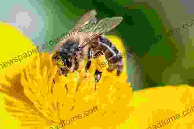 Close Up Of Bees Pollinating Flowers National Environmental Accounting: Bridging The Gap Between Ecology And Economy