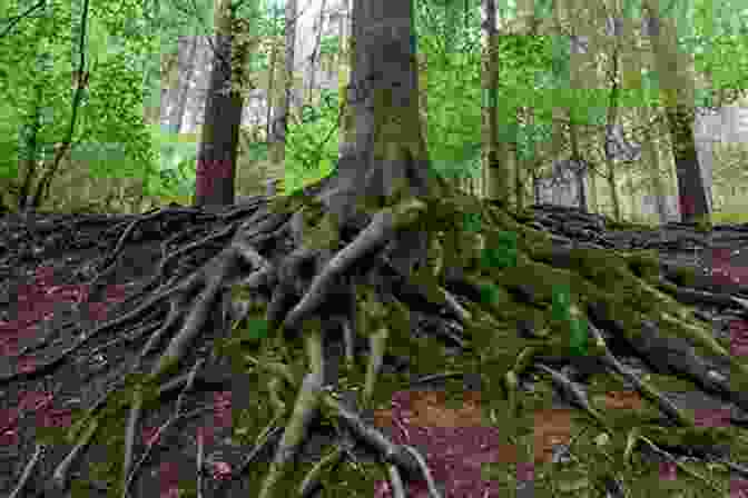 Close Up Of Tree Roots Embracing The Earth Sacred Heart Of Trees Toni Carmine Salerno