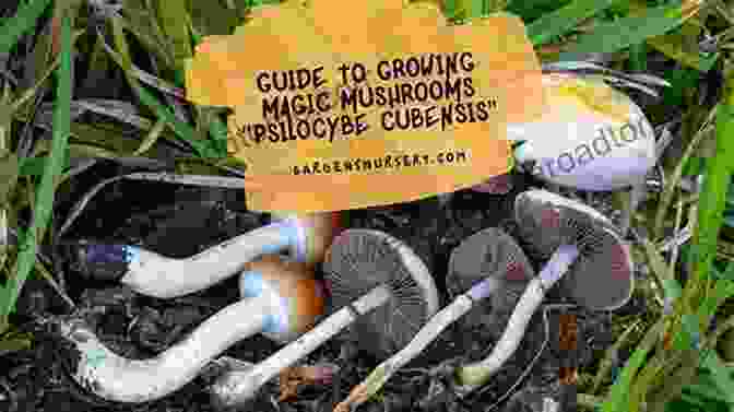 Cultivating Psilocybin Mushrooms At Home Magic Mushrooms: The Psilocybin Mushroom Bible A Guide To Cultivation And Safe Use (Entheogens 1)