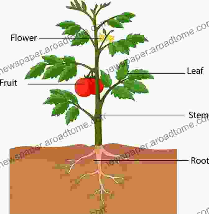 Diagram Of Plant Anatomy, Showing The Different Parts Of A Plant Plant Science For Gardeners: Essentials For Growing Better Plants