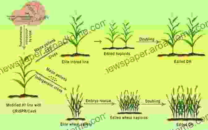 Diagram Of Plant Breeding Techniques, Showing Methods For Creating New Plant Varieties Plant Science For Gardeners: Essentials For Growing Better Plants