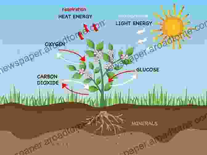 Diagram Of Plant Physiology, Showing The Processes Of Photosynthesis, Respiration, And Transpiration Plant Science For Gardeners: Essentials For Growing Better Plants