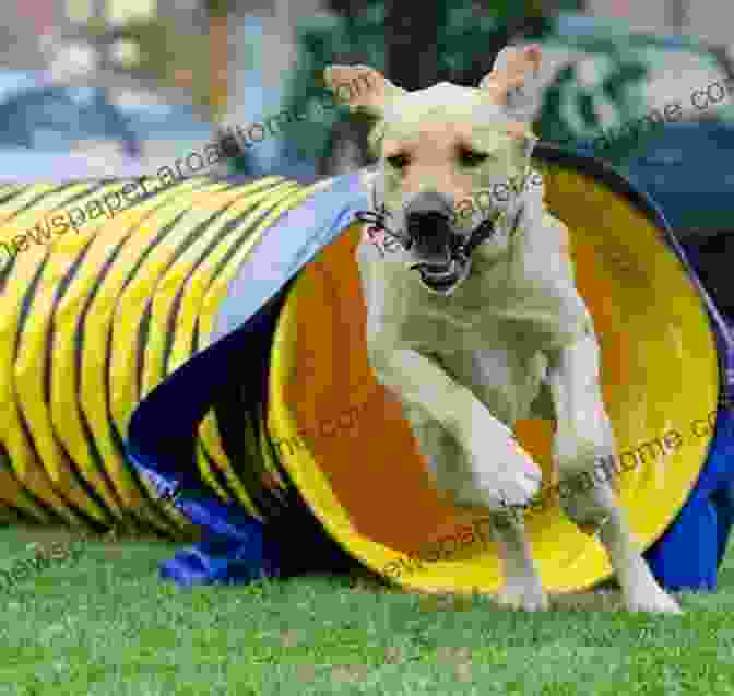 Dog Agility Training Is A Fun And Rewarding Activity For Both Dogs And Their Owners. The Beginner S Guide To Dog Agility