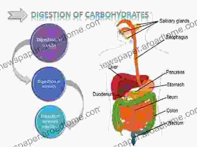 Image Depicting The Process Of Carbohydrate Digestion And Absorption In The Human Digestive System Carbohydrates: Clinical Chemistry Study Topics