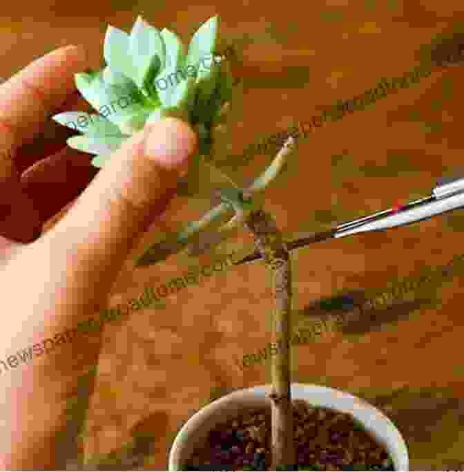 Image Of A Person Propagating A Succulent Plant Using Stem Cuttings Petal To The Metal: Growing Gorgeous Houseplants (Easy Growing Gardening 5)