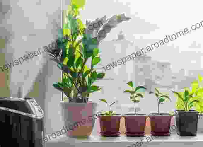 Image Of A Well Lit And Humid Indoor Space With Thriving Houseplants Petal To The Metal: Growing Gorgeous Houseplants (Easy Growing Gardening 5)