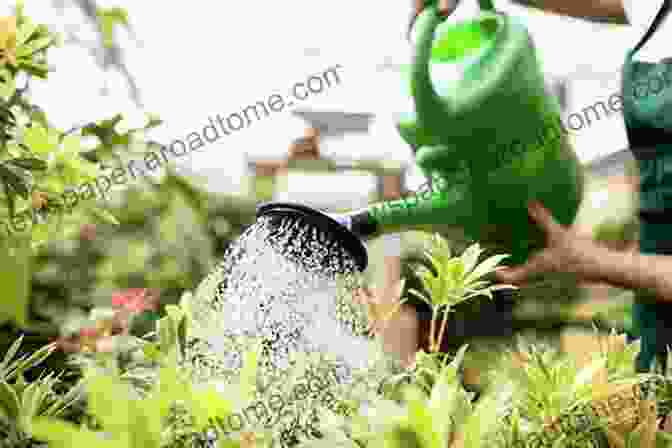 Image Of A Woman Watering A Houseplant With A Watering Can Petal To The Metal: Growing Gorgeous Houseplants (Easy Growing Gardening 5)