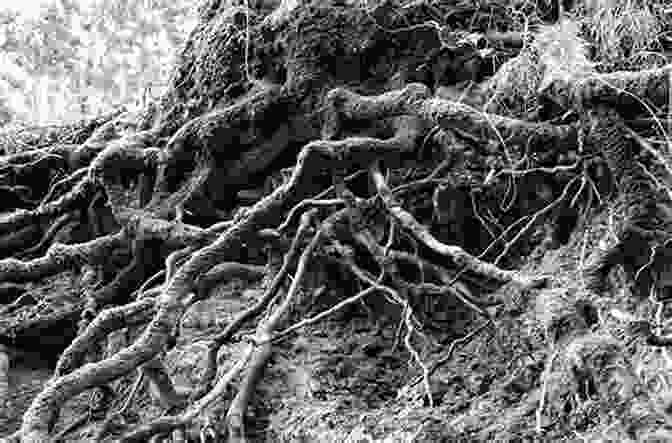 Majestic Oak Tree With Gnarled Roots Sacred Heart Of Trees Toni Carmine Salerno