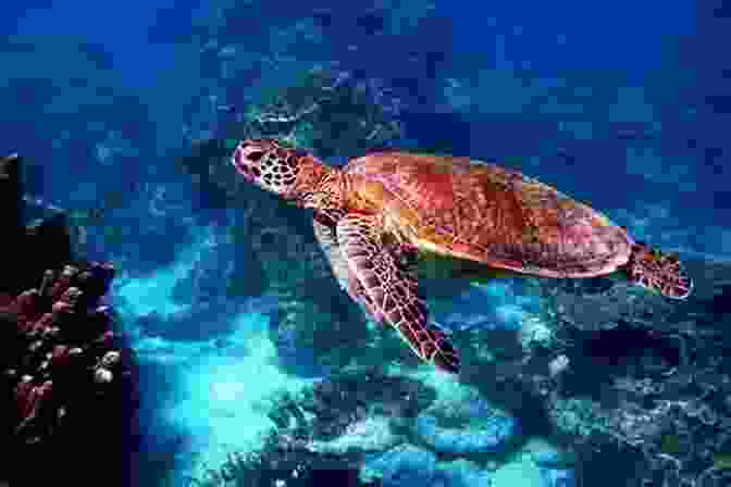 Myrtle The Turtle Swimming Through A Coral Reef The Adventures Of Myrtle The Turtle: Teaching Kids About Ocean Plastic Pollution And Recycling Children S Picture Age 3 5