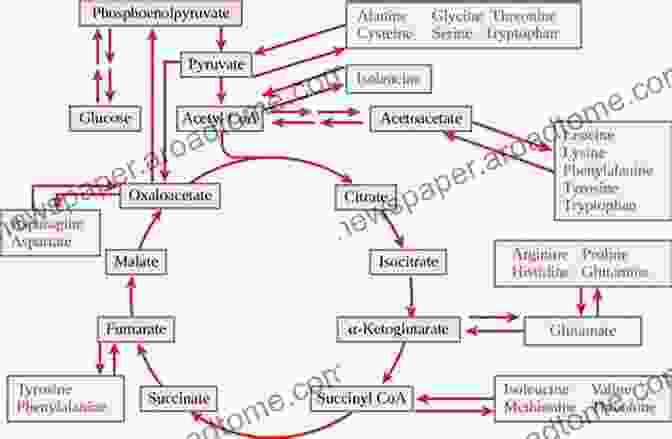 Schematic Representation Of The Major Pathways Of Carbohydrate Metabolism, Including Glycolysis, Citric Acid Cycle, And Gluconeogenesis Carbohydrates: Clinical Chemistry Study Topics