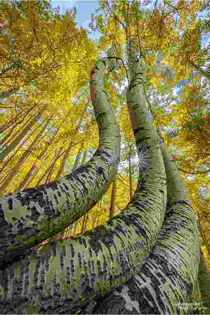 Sunlit Leaves Of Aspen Trees Dancing In The Breeze Sacred Heart Of Trees Toni Carmine Salerno