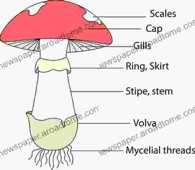 The Anatomy Of Psilocybin Mushrooms Magic Mushrooms: The Psilocybin Mushroom Bible A Guide To Cultivation And Safe Use (Entheogens 1)