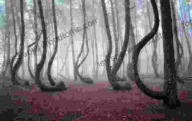 The Enigmatic Crooked Forest, With Its Twisted And Deformed Trees The Crooked Forest: Legacy Of The Holey Stone