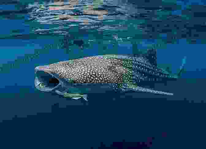 Whale Shark Swimming Through A School Of Fish, Representing The Complex Process Of Critical Thinking Whale Sharks (21st Century Skills Library: Exploring Our Oceans)