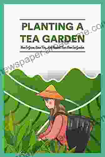 Planting A Tea Garden: How To Grow Care For And Harvest Your Own Tea Garden